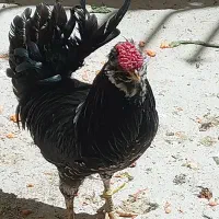 خروس نژاد دار گلین