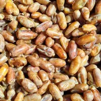 خرمای شاهانی خاوران درجه یک ارسال مستقیم از باغدار|خوردنی و آشامیدنی|شیراز, لاله|دیوار