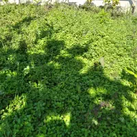 خلیواش ونانا ترو تازه باغی خوش عطرو خوش بو|گل و گیاه طبیعی|لشت نشا, |دیوار