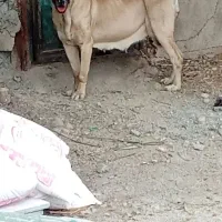 ماده سرابی۳ساله