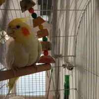 عروس هلندی دو عدد