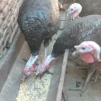 ده،عددبوقلمون،نرروستای|حیوانات مزرعه|خسروشاه, |دیوار