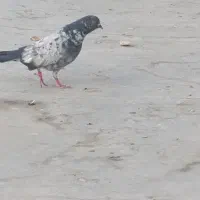 کفتر|پرنده|باقرشهر, |دیوار