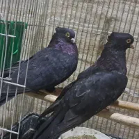 کبوتر زاغ صرب|پرنده|قدس, شهرک دانش|دیوار