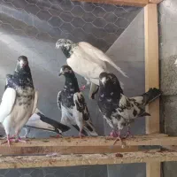 تیدی پیور|پرنده|بندرعباس, |دیوار