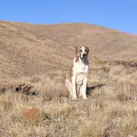 سگ گله ای|سگ|اردبیل, |دیوار