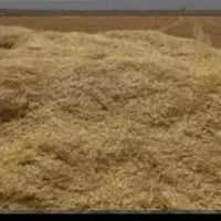 گاه کندم نرم نرم