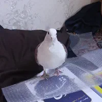 کفتر کویتی اصیل خوشگل