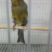 قناری نر کشیده بلند|پرنده|مشهد, چهاربرج|دیوار