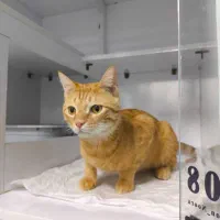 واگذاری گربه