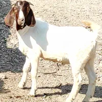 کهره نر بوئر