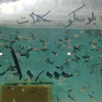 انواع ماهی آکواریوم از ۵۰۰۰تا۲۰۰۰۰|ماهی|مشهد, بهاران|دیوار