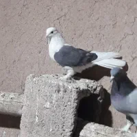 کبوتر اصفهانی|پرنده|خمینی‌شهر, |دیوار