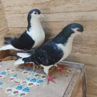یک جوفت کفتر