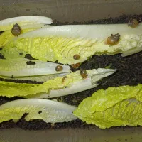 فروش تعداد زیادی حلزون طبی|خزنده|اردبیل, |دیوار