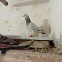 کبوتر