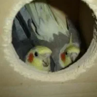 دو جفت عروس هلندی با جوجه