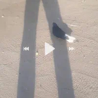 سیاه دم سفید اصفهانی