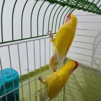 یک جفت طوطی کوتوله برزیلی تخم گذار|پرنده|زنجان, |دیوار