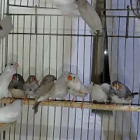 زبرا|پرنده|تهران, جی|دیوار