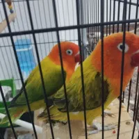 طوطی یونیک دبل فکتور وگلد جفت