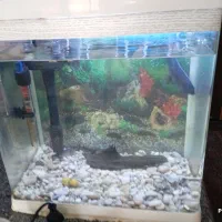 آکواریوم  با ماهی|ماهی|سیرجان, |دیوار