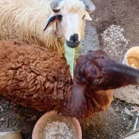 ۲ راس بره خیلی باهوش و اهلی جفتی