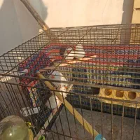 فنج سالم|پرنده|تبریز, |دیوار