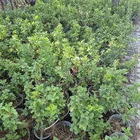 گیاه شمشاد *گلخانه من *