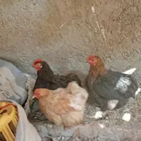 سرگرمی فراغت حیوانات|حیوانات مزرعه|ماهدشت, |دیوار