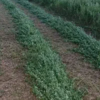 بیده درجه یک کلیوی ۲۸۰۰۰ هزار