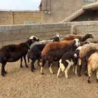 میش وبره|حیوانات مزرعه|الیگودرز, |دیوار