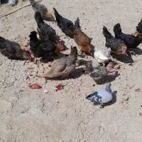 مرغ خروس برای فروش درزرگان|حیوانات مزرعه|اهواز, زرگان|دیوار