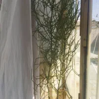 گل شاخ گوزنی|گل و گیاه طبیعی|سیرجان, |دیوار