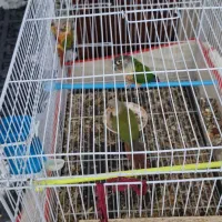 پرنده|پرنده|کرباسک, |دیوار