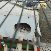 عروس هلندی جفت|پرنده|رودسر, |دیوار