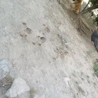 ۲تا بو قلمون جوجه