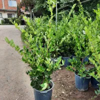 یاس هلندی سطل ۷و۱۲