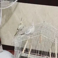 عروس هلندی نژاد دار مفت