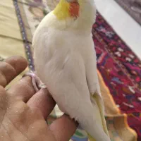 جوجه عروس هلندی مناسب برای اهلی کردن|پرنده|بناب, |دیوار