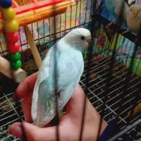 یک جفت مرغ عشق