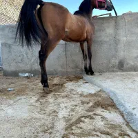 کره مادیان کرد