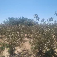 زمین فروشی پشت هتل علمدار|فروش زمین و ملک کلنگی|بافق, |دیوار