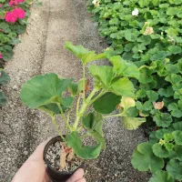 گل و گیاه|گل و گیاه طبیعی|پاکدشت, پاکدشت (مامازند)|دیوار