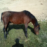 یه اسب کردویه مادیان کرد|اسب و تجهیزات اسب‌سواری|ارومیه, |دیوار