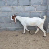 فروشی بز