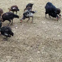 مرغ و جوجه های دو رگ|حیوانات مزرعه|گنبد کاووس, |دیوار