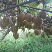 فروش کیوی