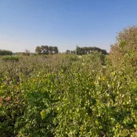 اجاره باغ ویلا سالانه