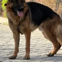 ژرمن شولاین نر|سگ|زنجان, |دیوار